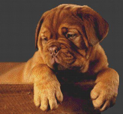 can dogue de bordeaux be black